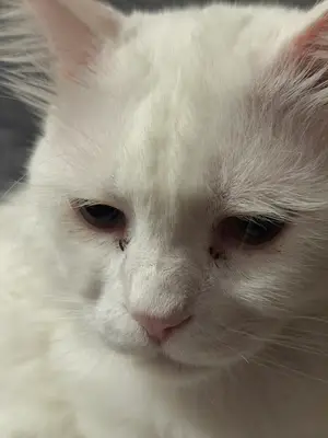 KÖPEK KADİR