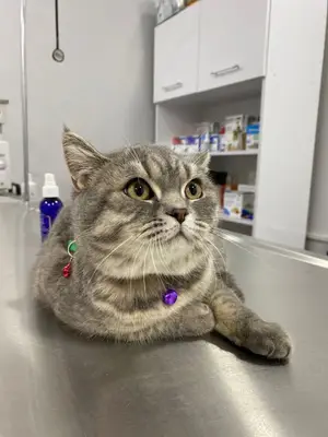 PetaVet Veteriner kliniği