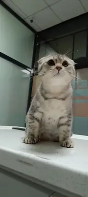 VET - ANKA Veteriner Kliniği GAZİANTEP ŞEHİTKAMİL