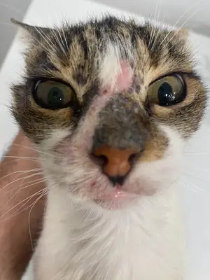 Dr. Atom Veteriner Kliniği