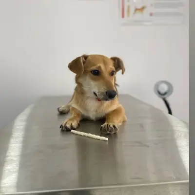 Adana Empati Veteriner Kliniği