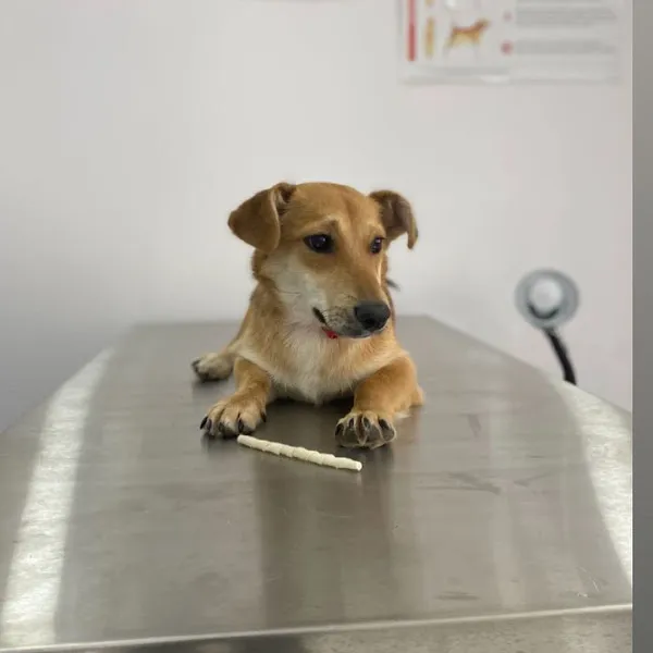 Adana Empati Veteriner Kliniği foto 1