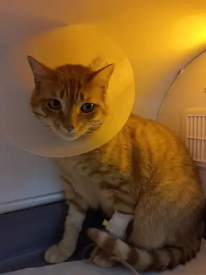 Tekirdağ Turkuaz Veteriner Kliniği