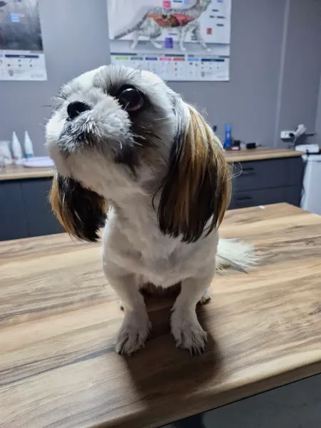Tekirdağ Turkuaz Veteriner Kliniği foto 2