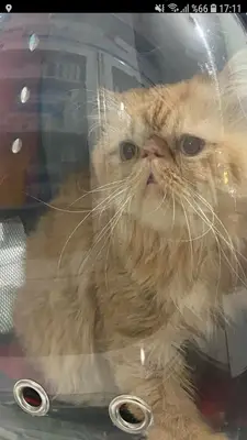 Silopi Veteriner Kliniği