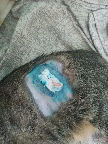 Coşkun Veteriner Kliniği foto 2