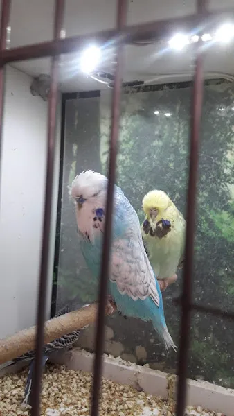 Sevimlicanlar Petshop mama Akvaryum Kuş Balık foto 2