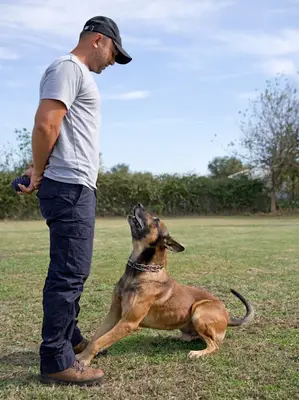 Bursa Köpek Eğitimi | Mete Köpek Akademisi