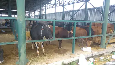 Eskişehir Büyükşehir Belediyesi Hayvan Pazarı