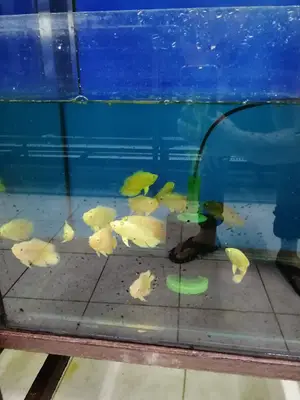 Animal Home Pet shop