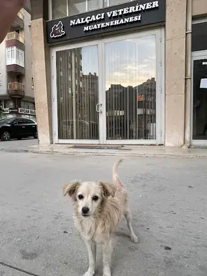 Nalçacı Veteriner Kliniği