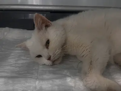 Şirin Veteriner Kliniği