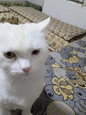İntes Veteriner Kliniği