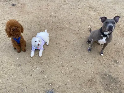 Mersin Dog Training(Mersin Köpek Eğitim)