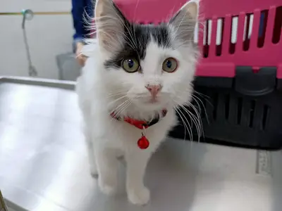 ISPARTA VET-DEVA VETERİNER KLİNİĞİ