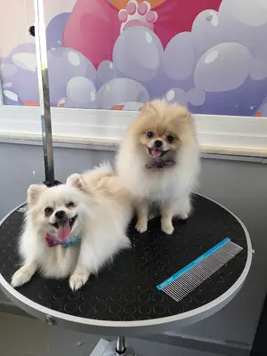 Miss Groomers H&S Salon - Urla