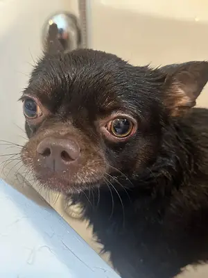 Antalya köpüklü dünyam köpek kuaför,pet kuaför,dog hairdresser ,doggrooming