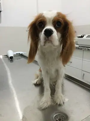 Kuzey Veteriner Kliniği