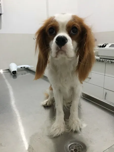 Kuzey Veteriner Kliniği foto 1