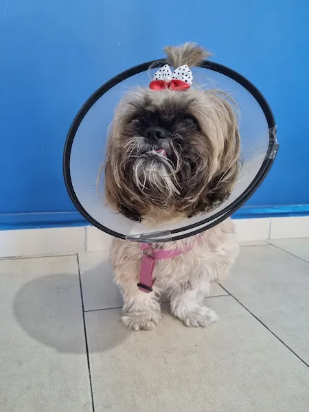 Kuzey Veteriner Kliniği foto 2