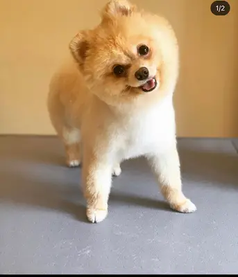Bodrum Pet Kuaför