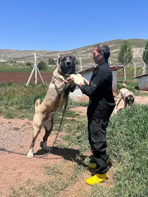 Truva Kangal Köpeği Çiftliği