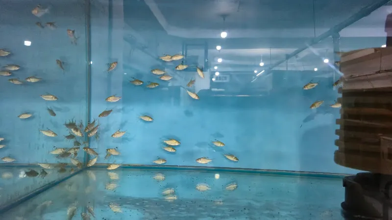Fishmekan Akvaryum foto 2