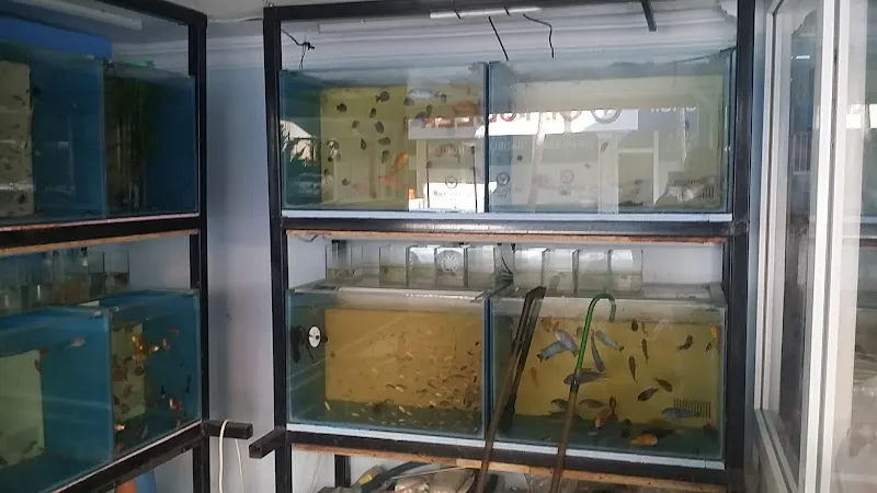 asaf pet shop foto 2