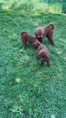 Poodle farm köpek çiftliği