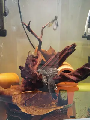 ALFA AKVARYUM & PETSHOP
