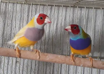 delfin petstore