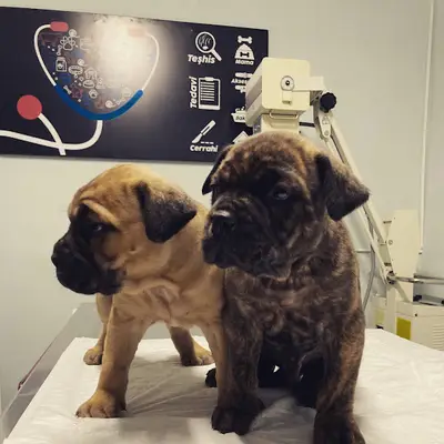 İnceboy veteriner kliniği