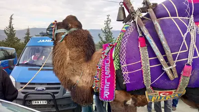 Çine Belediyesi Canlı Hayvan Pazarı