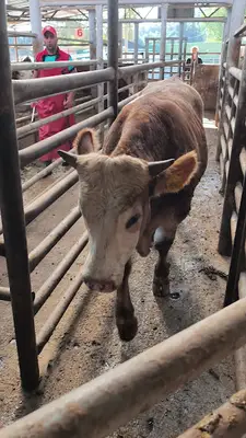Biga Ticaret Borsası Canlı Hayvan Pazarı