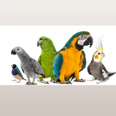 Ankara Muhabbet Kuşu Egzotik Gouldian Finch Bengal Üretimi