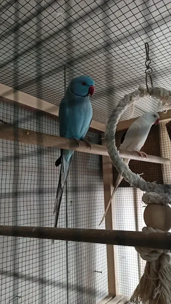 Ankara Muhabbet Kuşu Egzotik Gouldian Finch Bengal Üretimi foto 2