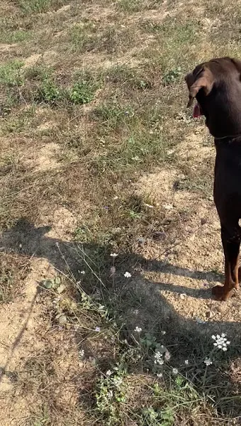CLUB REAL DOSTPATİ KÖPEK EĞİTİM MERKEZİ foto 2