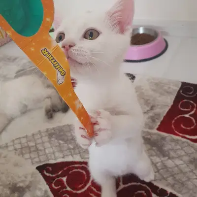 Baykuş Petshop