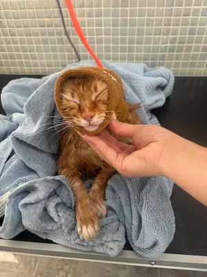 Marin Pet Grooming