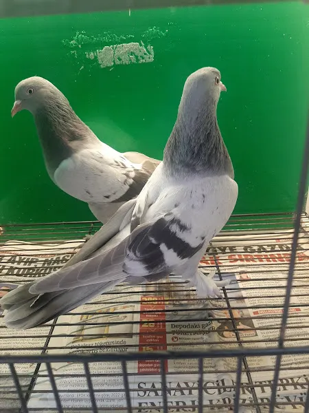 Yuvam Petshop foto 1
