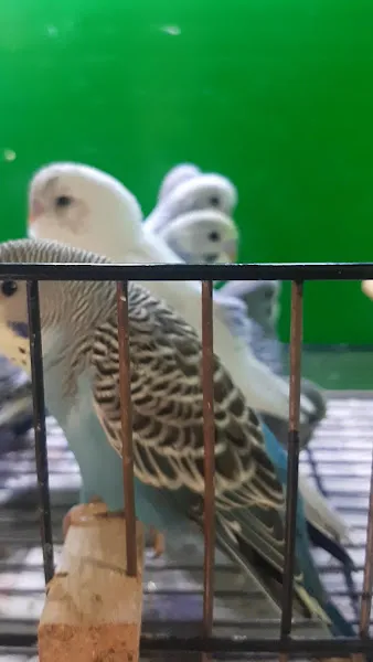 Yuvam Petshop foto 2