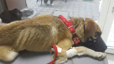 Dost Derneği