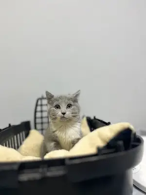 Didem veteriner kliniği