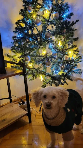 Didem veteriner kliniği foto 2