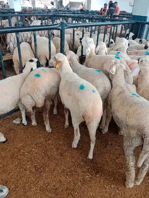 Ilgın Kapalı Hayvan Pazarı
