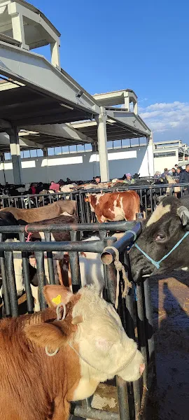 Ilgın Kapalı Hayvan Pazarı foto 2
