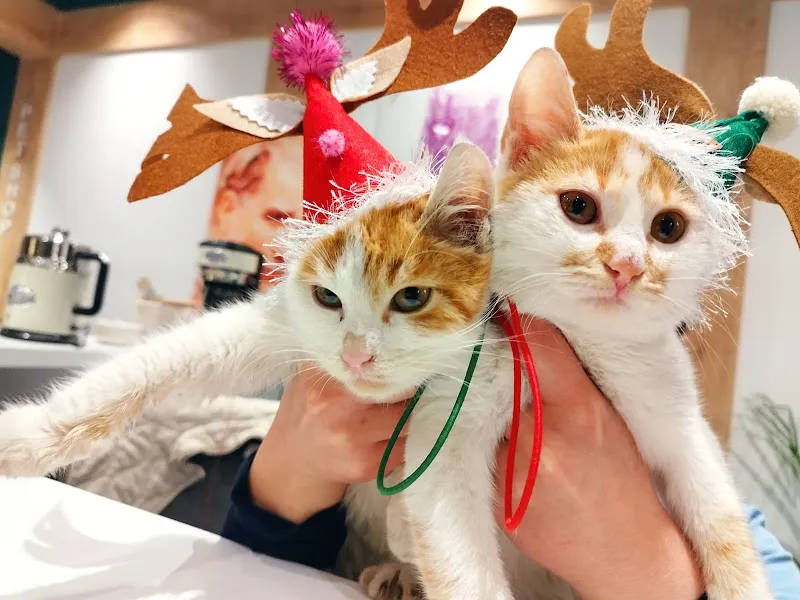 La Loba Veteriner Kliniği foto 2