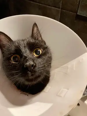 Pethiye Veteriner Kliniği