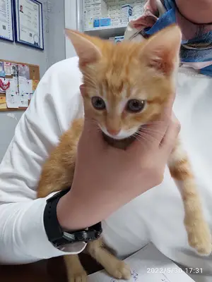Yetkin Veteriner Kliniği