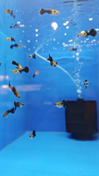 ASAF AKVARYUM PETSHOP foto 2